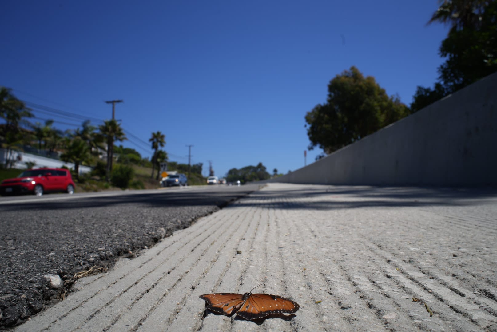 Road kill